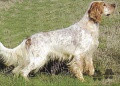 Setter Anglais SAPHIR DE KERFEUIL Setter Anglais SAPHIR DE KERFEUIL